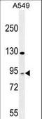 T Cell Activation RhoGTPase Activating Protein antibody, LS-C161695, Lifespan Biosciences, Western Blot image 