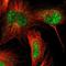 BEN Domain Containing 2 antibody, NBP1-85372, Novus Biologicals, Immunofluorescence image 