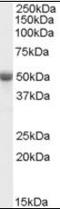 TNF Receptor Associated Factor 2 antibody, orb89721, Biorbyt, Western Blot image 