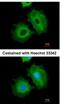 Aldehyde Dehydrogenase 1 Family Member A1 antibody, NBP2-15336, Novus Biologicals, Immunocytochemistry image 