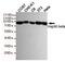 Heat Shock Protein 90 Alpha Family Class B Member 1 antibody, GTX16486, GeneTex, Western Blot image 