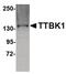 Tau Tubulin Kinase 1 antibody, PA5-20686, Invitrogen Antibodies, Western Blot image 