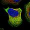 Glycyl-TRNA Synthetase antibody, HPA017896, Atlas Antibodies, Immunofluorescence image 