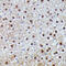 Inhibitor Of DNA Binding 2 antibody, 13-362, ProSci, Immunohistochemistry frozen image 