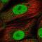 MPTP antibody, NBP2-48841, Novus Biologicals, Immunofluorescence image 