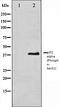 Eukaryotic Translation Initiation Factor 2 Subunit Alpha antibody, orb5998, Biorbyt, Western Blot image 