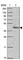 Pre-MRNA Processing Factor 38A antibody, HPA053099, Atlas Antibodies, Western Blot image 