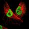 Protein Phosphatase 4 Regulatory Subunit 3B antibody, NBP1-83882, Novus Biologicals, Immunofluorescence image 