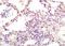 Eukaryotic Translation Initiation Factor 4 Gamma 1 antibody, orb6006, Biorbyt, Immunohistochemistry paraffin image 