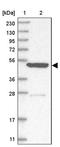 Kelch Like Family Member 7 antibody, PA5-56167, Invitrogen Antibodies, Western Blot image 