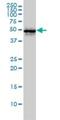 Cell Division Cycle 37 antibody, H00011140-M01, Novus Biologicals, Western Blot image 