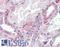 Synoviolin 1 antibody, LS-B3451, Lifespan Biosciences, Immunohistochemistry paraffin image 