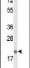 Interleukin 26 antibody, PA5-26482, Invitrogen Antibodies, Western Blot image 