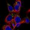 Ta antibody, NBP2-55217, Novus Biologicals, Immunofluorescence image 