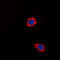 Cytochrome C Oxidase Copper Chaperone COX17 antibody, LS-C353218, Lifespan Biosciences, Immunofluorescence image 