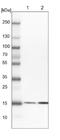 BUD31 antibody, NBP1-84010, Novus Biologicals, Western Blot image 