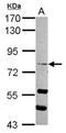 RAS And EF-Hand Domain Containing antibody, NBP2-20083, Novus Biologicals, Western Blot image 