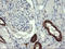 Nipsnap Homolog 2 antibody, M32476-1, Boster Biological Technology, Immunohistochemistry paraffin image 