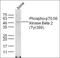 Ribosomal Protein S6 Kinase B2 antibody, orb106095, Biorbyt, Western Blot image 