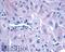 Oxytocin Receptor antibody, LS-A244, Lifespan Biosciences, Immunohistochemistry frozen image 