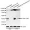 Jun Proto-Oncogene, AP-1 Transcription Factor Subunit antibody, STJ22208, St John