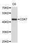 Cyclin Dependent Kinase 7 antibody, STJ28889, St John