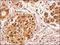 Transportin 1 antibody, NB600-1397, Novus Biologicals, Immunohistochemistry paraffin image 