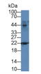 Interleukin 1 Alpha antibody, LS-C299444, Lifespan Biosciences, Western Blot image 