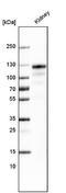 Angiotensin I Converting Enzyme 2 antibody, NBP2-59036, Novus Biologicals, Western Blot image 