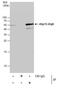 Autophagy Related 12 antibody, PA5-32180, Invitrogen Antibodies, Immunoprecipitation image 