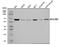 Adenosylhomocysteinase Like 1 antibody, A08908-2, Boster Biological Technology, Western Blot image 