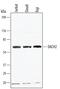 Dachshund Family Transcription Factor 2 antibody, PA5-48072, Invitrogen Antibodies, Western Blot image 
