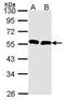 Growth Differentiation Factor 2 antibody, PA5-28816, Invitrogen Antibodies, Western Blot image 
