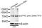 Protein Kinase C Zeta antibody, AP0520, ABclonal Technology, Western Blot image 