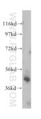 Ferrochelatase antibody, 14466-1-AP, Proteintech Group, Western Blot image 