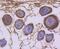 Cyclin Dependent Kinase 1 antibody, NBP2-67438, Novus Biologicals, Immunohistochemistry paraffin image 