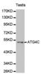 Autophagy Related 4C Cysteine Peptidase antibody, abx001038, Abbexa, Western Blot image 