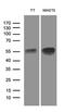 LIM Homeobox 2 antibody, MA5-27283, Invitrogen Antibodies, Western Blot image 