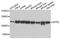 Splicing Factor Proline And Glutamine Rich antibody, STJ25501, St John