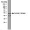 Aurora Kinase A antibody, MA1-80399, Invitrogen Antibodies, Western Blot image 