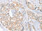 Fc Fragment Of IgM Receptor antibody, CSB-PA127416, Cusabio, Immunohistochemistry paraffin image 