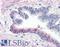 F2R Like Thrombin Or Trypsin Receptor 3 antibody, LS-A1311, Lifespan Biosciences, Immunohistochemistry frozen image 