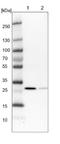 Ras Suppressor Protein 1 antibody, NBP1-82029, Novus Biologicals, Western Blot image 