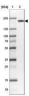 Early Endosome Antigen 1 antibody, NBP1-91859, Novus Biologicals, Western Blot image 