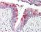 Ribosomal Protein Lateral Stalk Subunit P2 antibody, orb96577, Biorbyt, Immunohistochemistry paraffin image 
