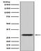 GFP antibody, M30939-2, Boster Biological Technology, Western Blot image 