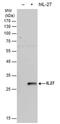 Interleukin 27 Receptor Subunit Alpha antibody, PA5-78661, Invitrogen Antibodies, Western Blot image 