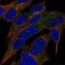 Regenerating Family Member 3 Alpha antibody, NBP2-56285, Novus Biologicals, Immunofluorescence image 