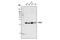 RAB4A, Member RAS Oncogene Family antibody, 2167T, Cell Signaling Technology, Western Blot image 