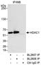 Histone Deacetylase 1 antibody, A300-712A, Bethyl Labs, Immunoprecipitation image 